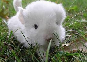 A cuddly, fluffy chinchilla! A cuddly, fluffy chinchilla!