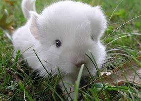 A cuddly, fluffy chinchilla!