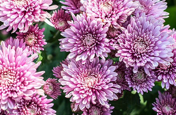 Chrysanthemum (November)