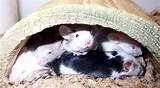Rodents Rodents
