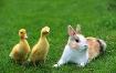 chicks and bunnies