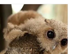 Owlets Owlets