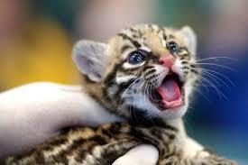 Tiger Tiger