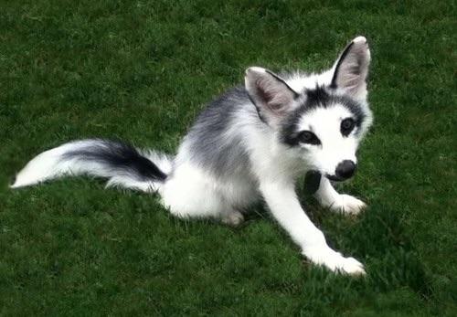 Marble Fox Marble Fox