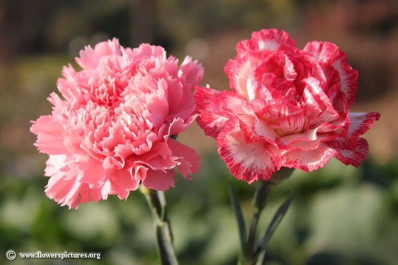 Carnation (January)