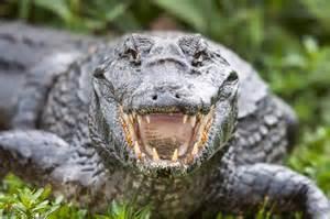 Alligators Alligators