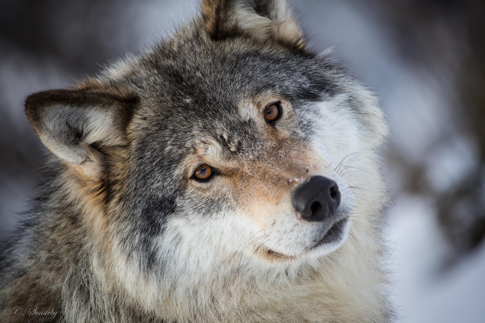WOLVES! WOLVES!