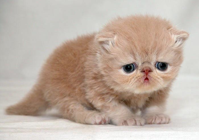 Sad cat 6 Sad cat 6
