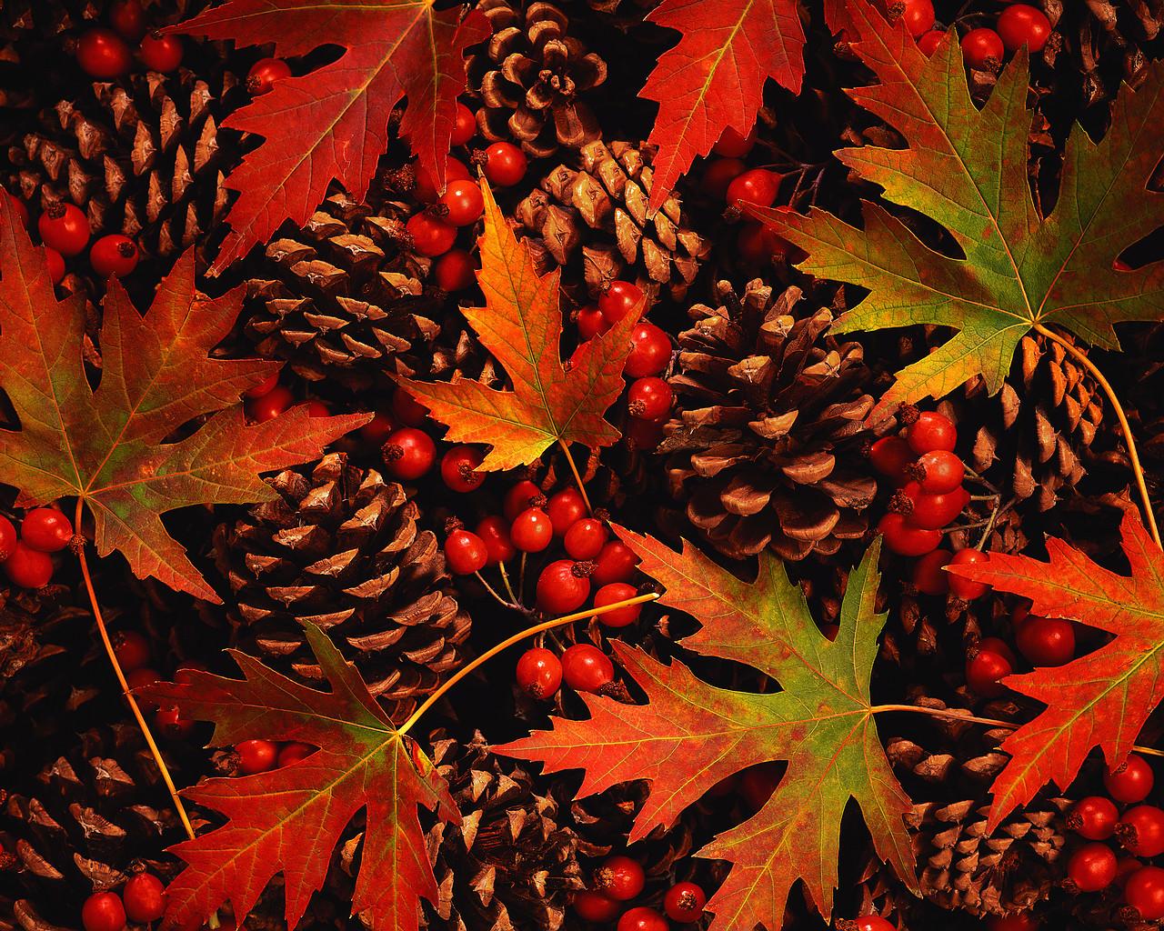 Fall ! Fall !