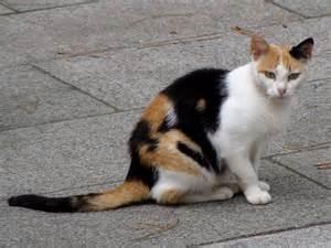 Calico Cat Calico Cat