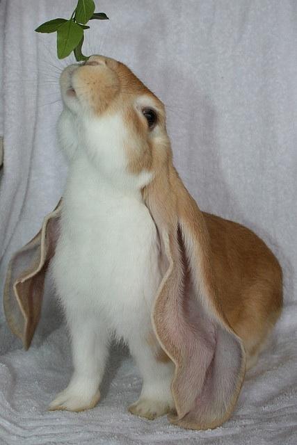 English Lop English Lop