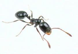 Little Black Ant