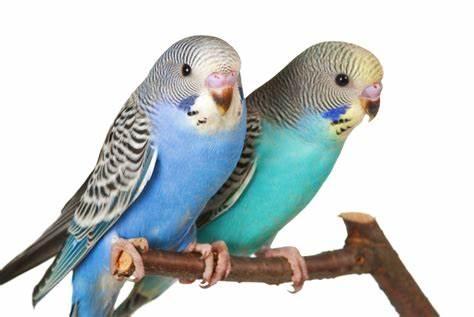 Birds