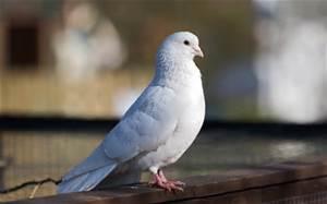 Birds Birds