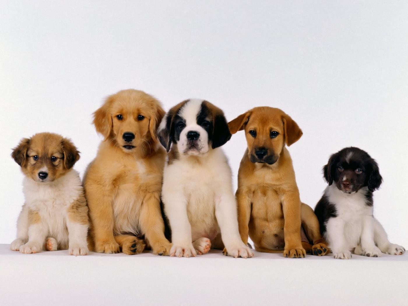 Dog(s) Dog(s)