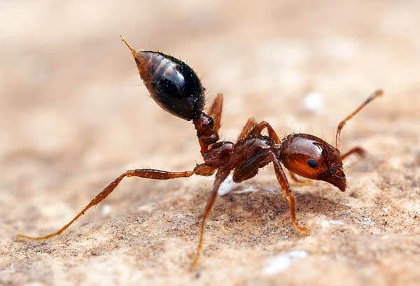 Fire Ant Fire Ant