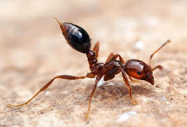 Fire Ant