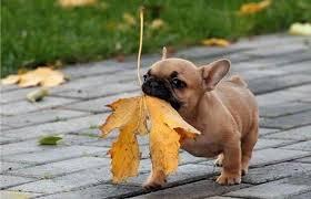 This cute dog This cute dog