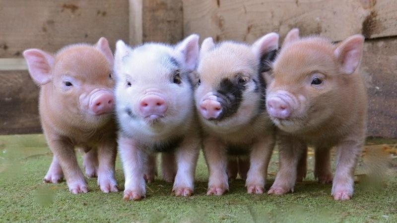 Funny mini piggies wheeeheeheee