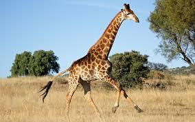 Giraffe Giraffe
