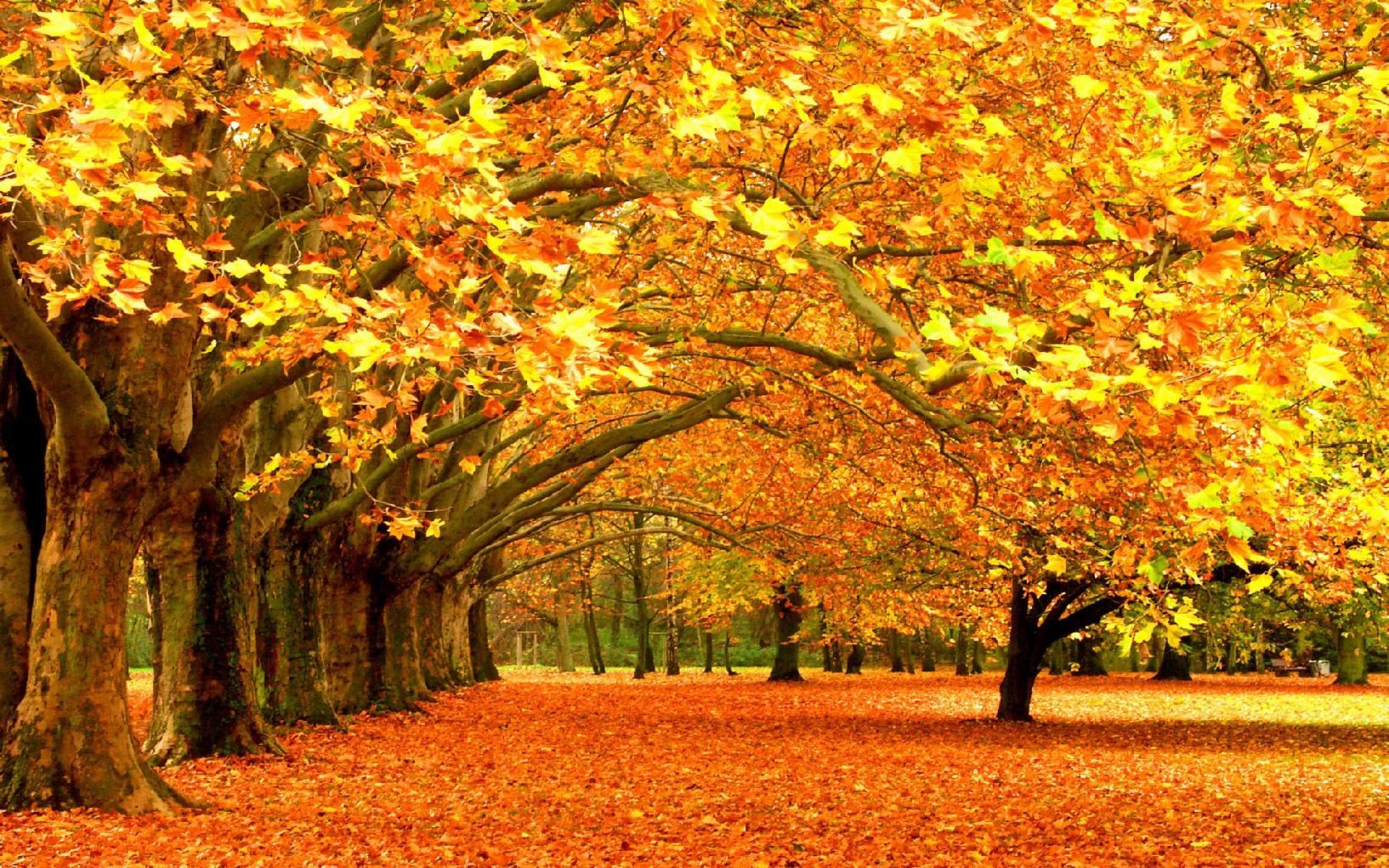 Fall Fall