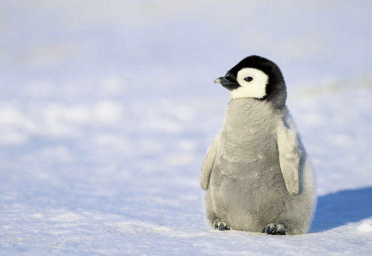 This penguin! This penguin!