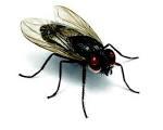 10,000 Flies 10,000 Flies