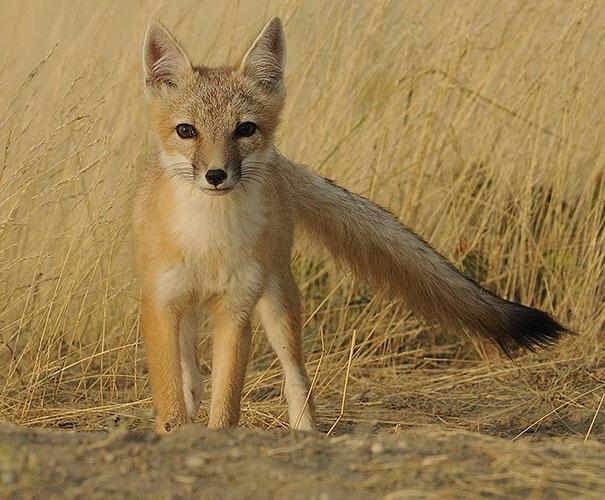 Swift Fox