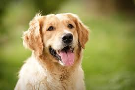Golden Retriever Golden Retriever