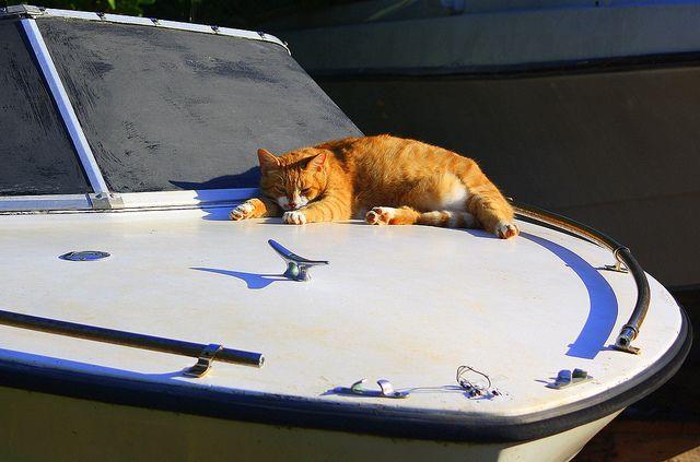 This sleepy skipper. This sleepy skipper.