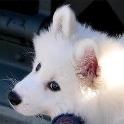 Puppy Wolf Eyes!! :)