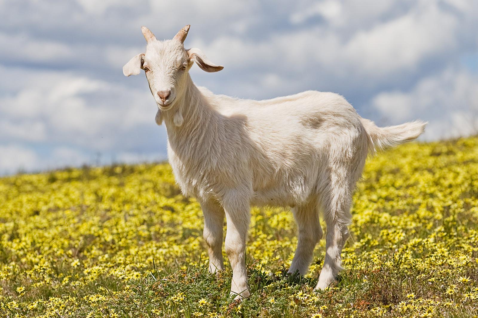 Goat Goat