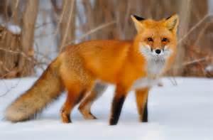 Fox Fox