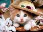 Cat in sombrero