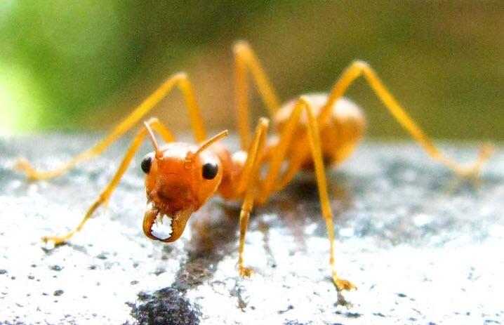 Yellow Meadow Ant Yellow Meadow Ant