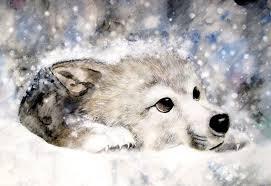 Wolf Wolf