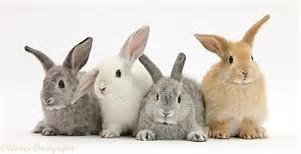 Rabbit(s) Rabbit(s)