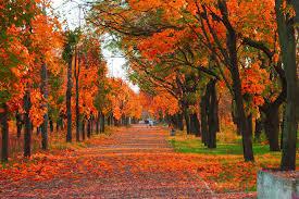Fall Fall