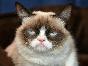 Be the coolest person in the world but be ugly(like grumpy cat)