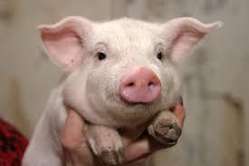 Kiss a Pig straight in the lips. Kiss a Pig straight in the lips.