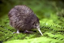 kiwi bird