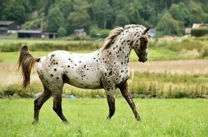 Appaloosa Appaloosa