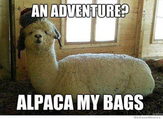 Alpacas
