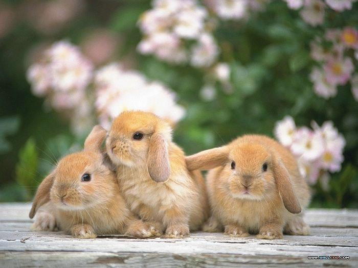 Rabbit! :) Rabbit! :)