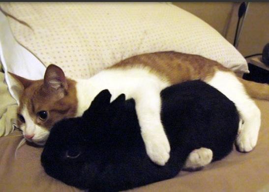 Cat hug! <3 Cat hug! <3