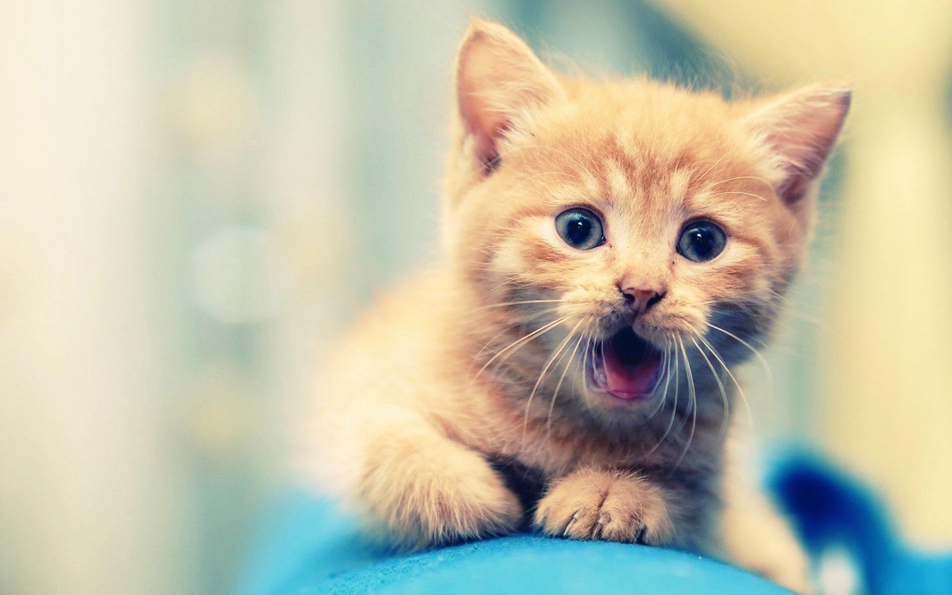 This cat! This cat!