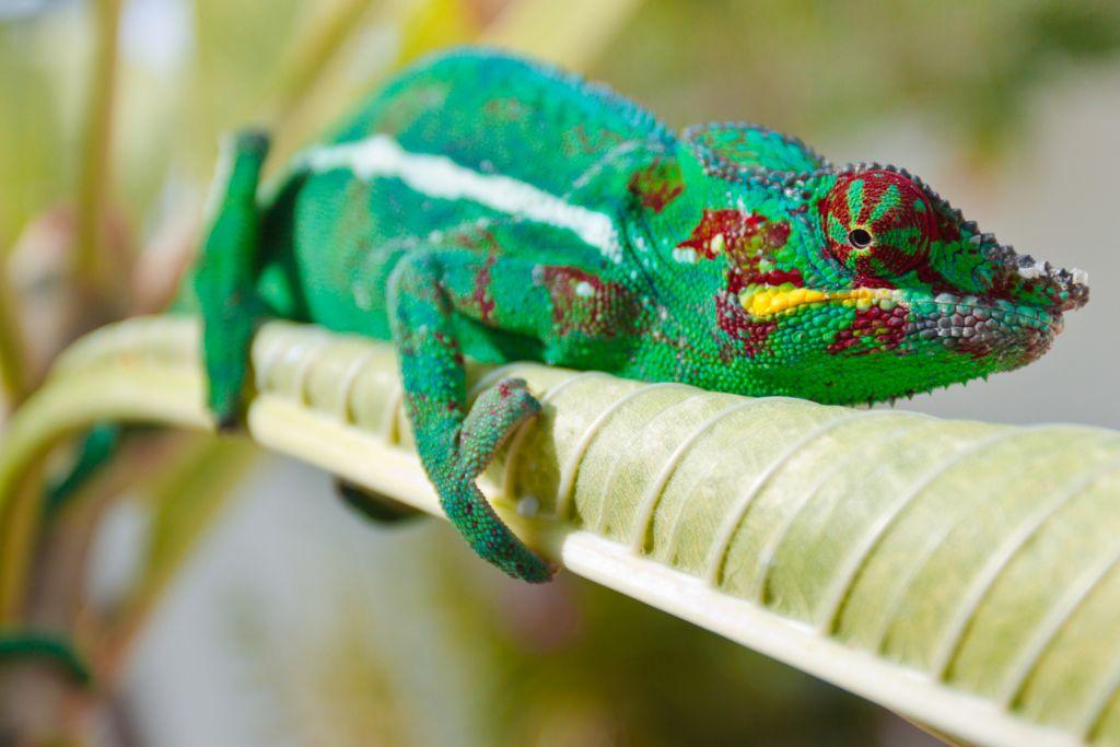 Reptiles Reptiles