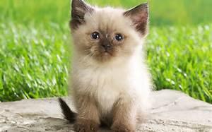 Cats Cats