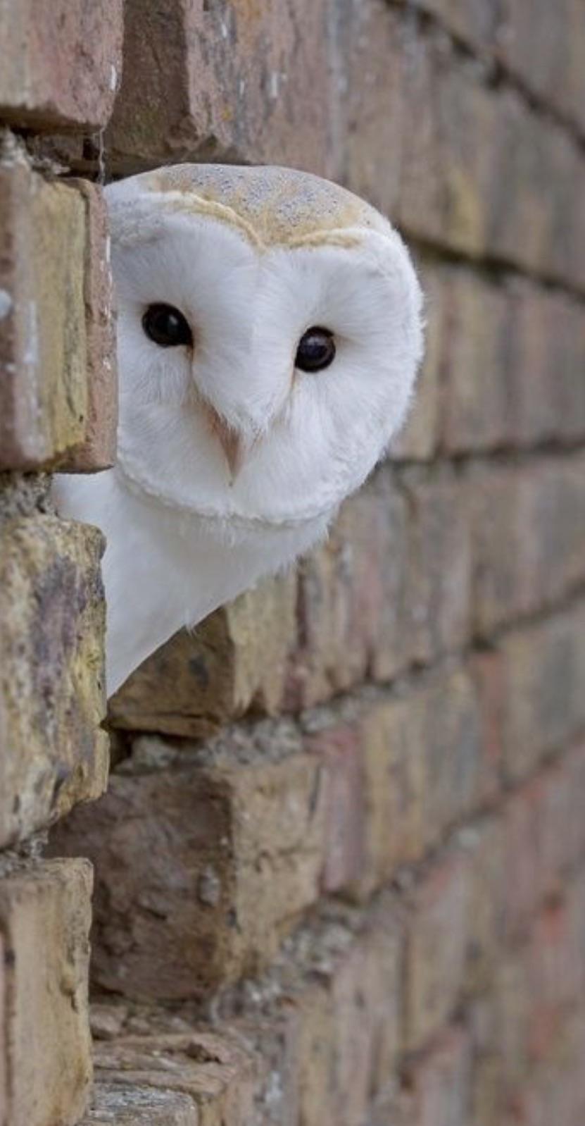 Barn owl Barn owl