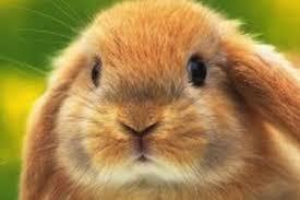Bunny Bunny